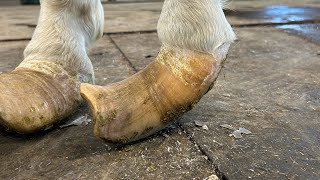 DEFORMED HOOF Transformation [upl. by Magan]