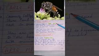 bsc zoology apiculture honeybeehandwrittennotesbiologysyllabus shortvideoyoutubeshorts ✨ 🤗✍️ [upl. by Su]