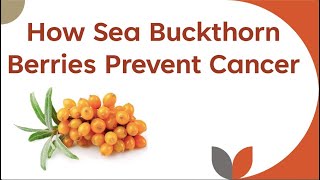 How Sea Buckthorn Berries Prevent Cancer [upl. by Ailasor]