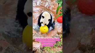 Panda gemoy subscribe panda animals [upl. by Yllom]