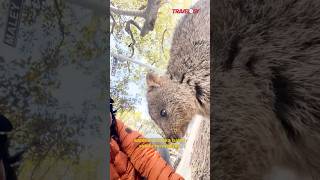 Marsupial bernama Quokka di Rottnest island Australia barat travelogy audimelsom [upl. by Mildred]