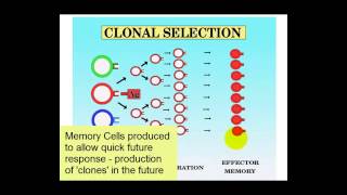 Clonal Selection [upl. by Neale]