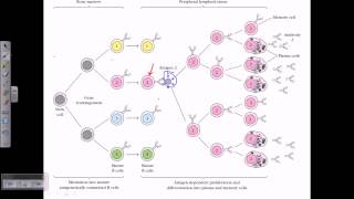 B cell maturation [upl. by Danas]