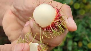 musim buah rambutan [upl. by Brookes]