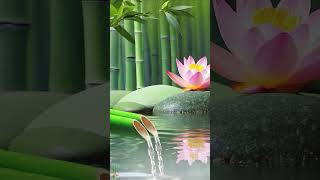 Relaxing Music Nature Sounds 41 relaxing meditationmusic relax watersounds bamboo sleepmusic [upl. by Louisette]