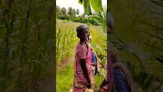 pillaiya peththa kanniru hit song and village vivasaya work trending status song funny short [upl. by Kayley796]