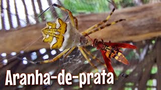 Aranhadeprata Argiope argentata capturando inseto como você nunca viu [upl. by Ynaffet]