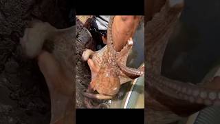 🐙I caught a very large octopus🐙 from the sea fish octopus shorts [upl. by Yboc37]