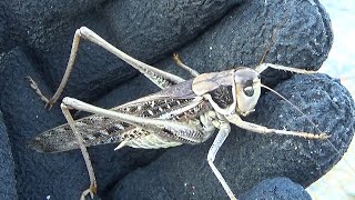 Mordedor de verrugas Decticus albifrons Un cazador monstruoso GONZALO [upl. by Cramer959]