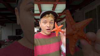 Growing a Starfish in my pool 🍤💦 grow starfish seacreatures experiment [upl. by Hillell]