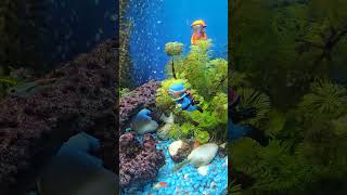 Two intruders in my tropical fish tank aquarium tropicalfishtankaquarium intruders police fish [upl. by Humfrey]