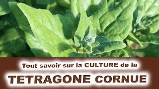 Tout savoir sur la culture de la tetragone Cornue  la concurrente de lépinard [upl. by Ylicis]