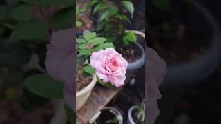 Pink rose 62 nature rose flowers garden happygarden simplelife [upl. by Kannry198]