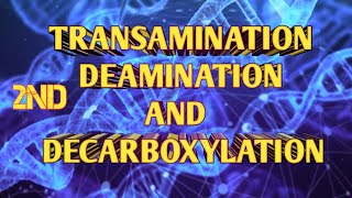 TRANSAMINATION DEAMINATION AND DECARBOXYLATION  PROTEIN METABOLISM PART 2ND  Acf Zoology  Bsc [upl. by Wiggins]