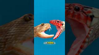 IL SERPENTE CHE MANGIA I SUOI SIMILI credits ​⁠zackdfilms [upl. by Ettennod]