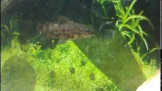 My Spotted Hoplo Catfish [upl. by Katharine]