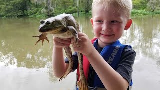 Frog Hunting Catch Clean amp Cook  Frog hunt of a lifetime [upl. by Neelram962]