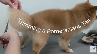 How to Trim a Pomeranians Tail [upl. by Gomer]