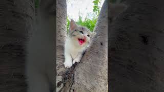 Baby cat meowing [upl. by Abrahamsen]