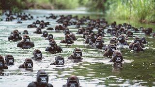 Gorillas Are Shocked That Chimpanzees Started Killing Them [upl. by Akelahs813]