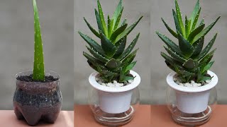 How To Grow Aloe Vera Plant With Effective Treatment At Home [upl. by Aneis]