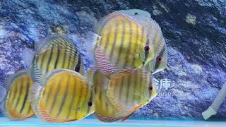 Wild discus Trombetas Royal amp Cuipeua Red 野生七彩神仙 特龍貝塔皇室 庫利比亞 [upl. by Margreta]