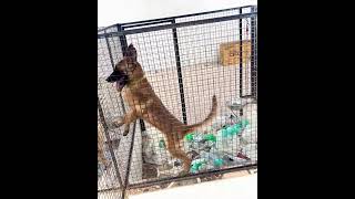 Belgian Shepherd puppy 🐶 Jwala puppydog dogtrainer doglover dog dogstraning [upl. by Atirys]