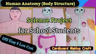 DIY Human Anatomy Structure of Human Body ମାନବ ଶରୀର ସଂଗଠନ Science Project ବିଜ୍ଞାନ ପ୍ରକଳ୍ପ [upl. by Anderer]