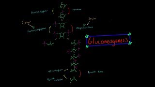 Gluconeogenesis EVERYTHING YOU NEED TO KNOW BIOCHEMISTRY MCAT [upl. by Fretwell923]