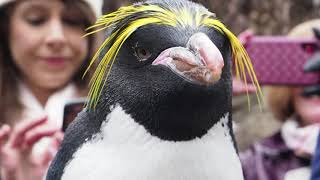 Mickey the macaroni penguin turns 35 years old [upl. by Eeramit]