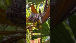 Weaver Bird Making Her Nest birds nature birdwatching weaverbirds birdenthusiast cutebirds [upl. by Roydd778]