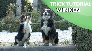 Winken  Einsteigertrick 2 von 3  Leichte Hundetricks beibringen  Clicker Australian Shepherd [upl. by Ahsitahs]