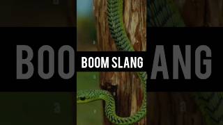 Boomslang snake  boomslang snake bite effects  Amazing facts venumous snake  shorts facts [upl. by Nevaj921]