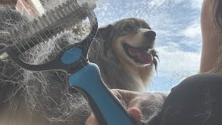 How to use the Maxpower Planet Pet Grooming Rake [upl. by Eelyek]