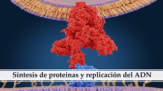 Síntesis de proteínas y replicación del ADN Bioquímica [upl. by Neelcaj]