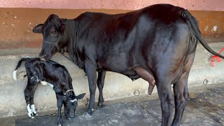 💎 BLACK GIRLANDO Crossbreed COW2 TEETH With Female  Rate110000amp एकदम शांत सवभाव 7009645902 [upl. by Teerprug639]