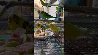 Fruits Time 🦜 🍈 budgies lovebirds finches birds parakeet parrot couple pets shortsfeed [upl. by Ahsienat]