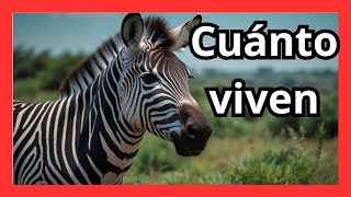 🦓 Descubre la SORPRENDENTE longevidad de la CEBRA ¡Viven más de lo que crees 🌍 [upl. by Lyndsey99]