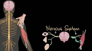 Nervous system central amp peripheral  Control amp Coordination  Biology  Khan Academy [upl. by Rebane113]