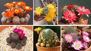 Las rebutias son cactus espectaculares ¡descúbrelo con 40 Tipos [upl. by Lipsey337]