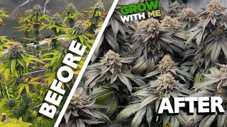 How to Grow Weed – A Week by Week Beginner’s Journey – 16 Pounds from 3 Plants [upl. by Akel]