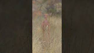 Gerenuk🌍Samburu National Reserve wildlife gerenuk samburu safari shorts olonanaonsafari [upl. by Anselme]