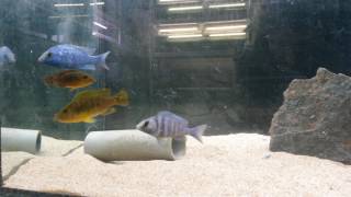 Placidochromis sp phenochilus Tanzania et Abactochromis labrosus [upl. by Mabelle]