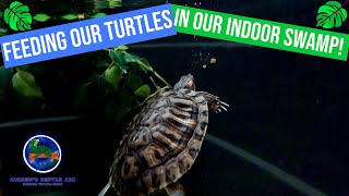 Feeding our Red Eared Sliders in our Indoor Pond [upl. by Halimeda904]