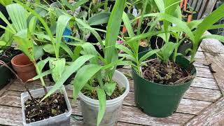 Update on Bletilla striata Ground Orchid Bulbs [upl. by Andrej]