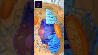 Visit in side cell cell organelles cell biology  biology botany molecular biology animation [upl. by Onez493]