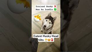 Careful🚨His head tilts might melt your heart😍 cutehusky headtilt dogtraining [upl. by Notlef]