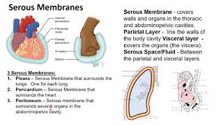 Chapter 1I Serous Membranes [upl. by Osman75]