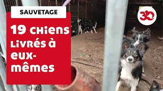 La Fondation 30 Millions dAmis sauve 19 borders collies dans une exploitation désaffectée [upl. by Salisbury939]