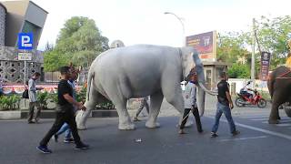 Pawai Gajah di Kota Banda Aceh [upl. by Hogen658]